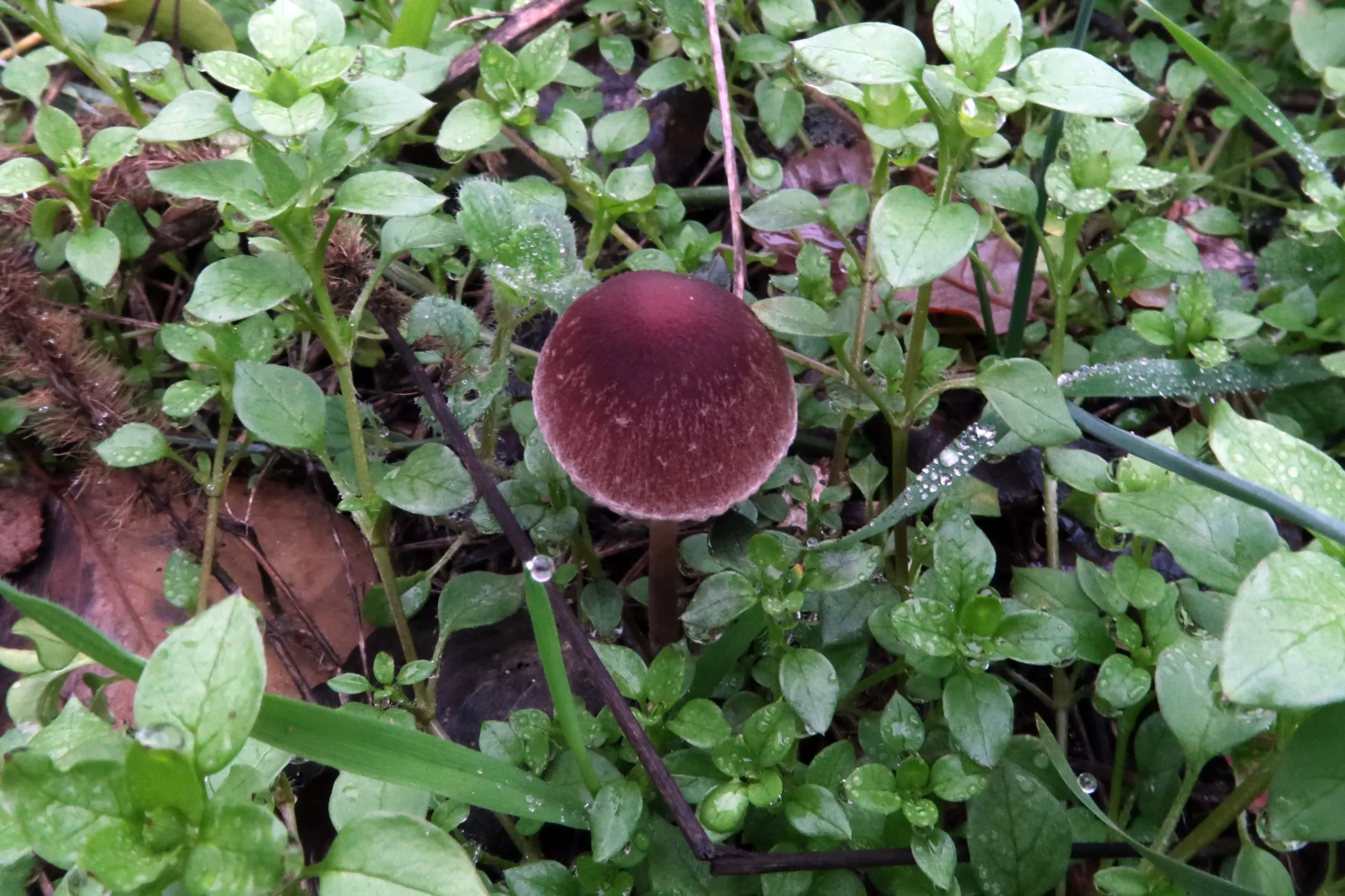 Psathyrella bipellis - 1 - IMG_4736
